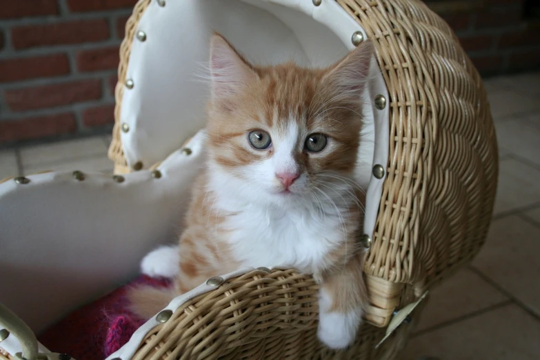 an orange and white kitten sitting in a wicker basket, a picture, by Robert Brackman, flickr, with a white nose, fully covered, facing the camera, has a very realistic look to it