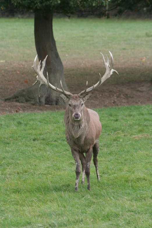 a deer that is standing in the grass, pixabay, baroque, big man, 4yr old, attractive photo