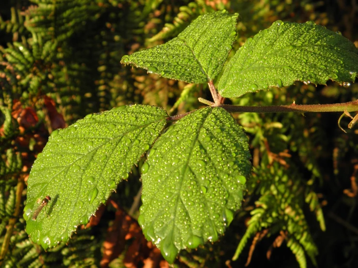 a close up of a leaf with water droplets on it, by Dietmar Damerau, flickr, hurufiyya, nothofagus, cascadia, with the sun shining on it, big leaves and stems