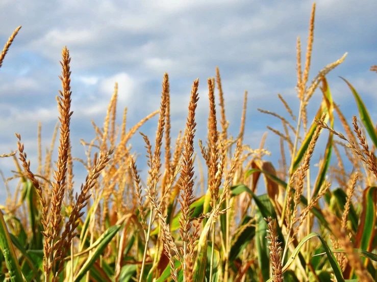 a field of corn with a blue sky in the background, a picture, by Tom Carapic, granular detail, stems, autumn field, tastes