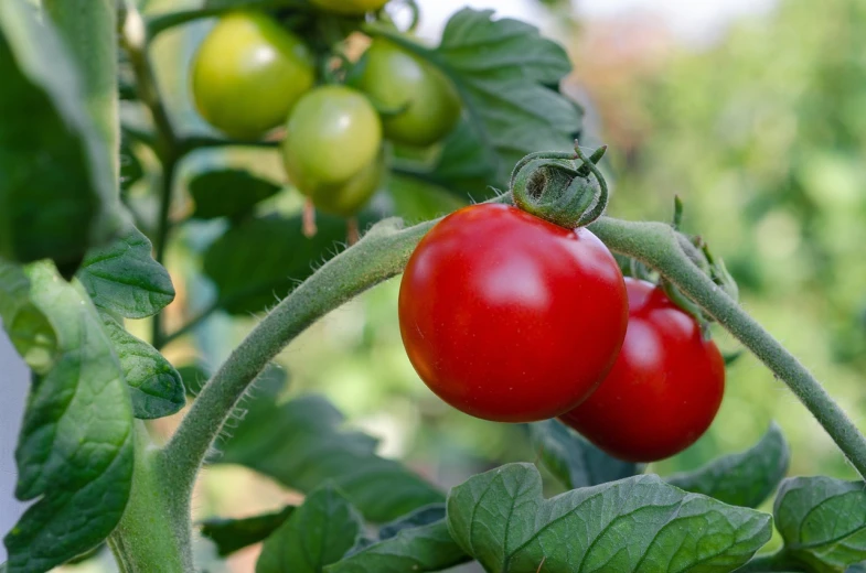 a close up of two tomatoes on a plant, a picture, pixabay, bauhaus, tony roberts, at noon, berries inside structure, round about to start