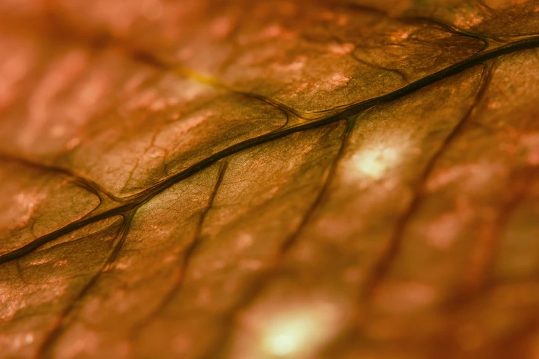 a close up of a leaf on a table, a macro photograph, by Adam Chmielowski, pixabay, renaissance, brown scales, high details photo