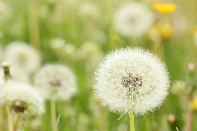 a field filled with lots of white dandelions, a picture, pixabay, airy colors, seeds, portrait mode photo, wiry
