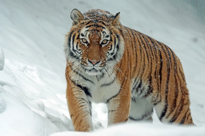 a tiger that is walking in the snow, by Aleksander Gierymski, flickr, sumatraism, closeup photo, very sharp photo, 7 0 mm photo, sergey krasovskiy