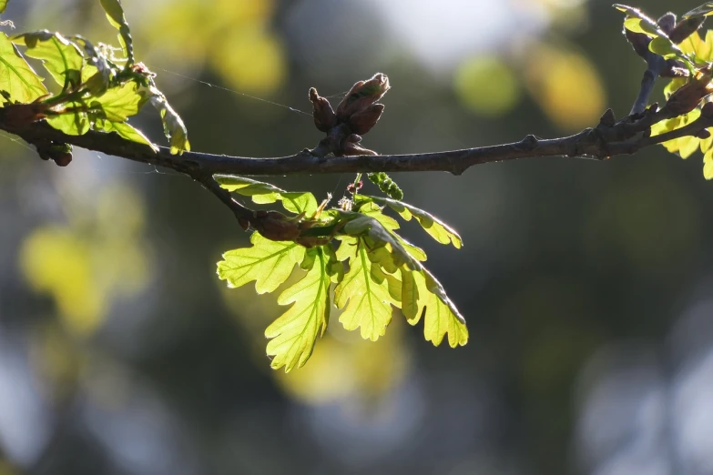 a close up of a branch of a tree with leaves, hurufiyya, oak leaf beard, flash photo, nice spring afternoon lighting, high details photo
