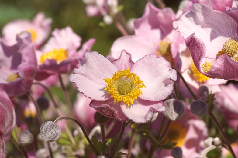 a close up of a bunch of pink flowers, a pastel, by David Simpson, pixabay, himalayan poppy flowers, with yellow flowers around it, on a sunny day, anemone