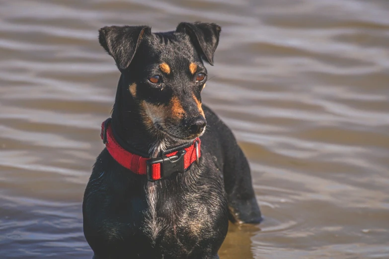 a black and brown dog standing in a body of water, a portrait, by Matt Cavotta, pixabay, he‘s wearing a red neckerchief, 33mm photo, handsome girl, jack russel dog