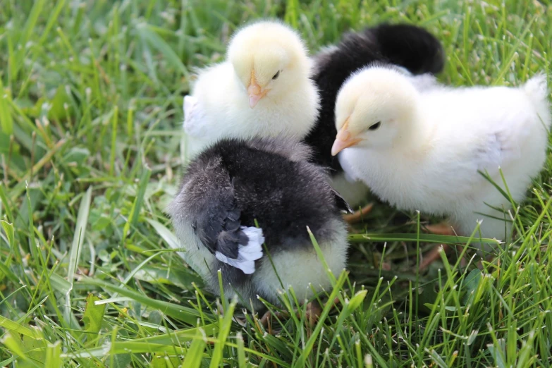 a couple of small chickens standing on top of a lush green field, a portrait, flickr, holding a white duck, white and black, trio, closeup of an adorable
