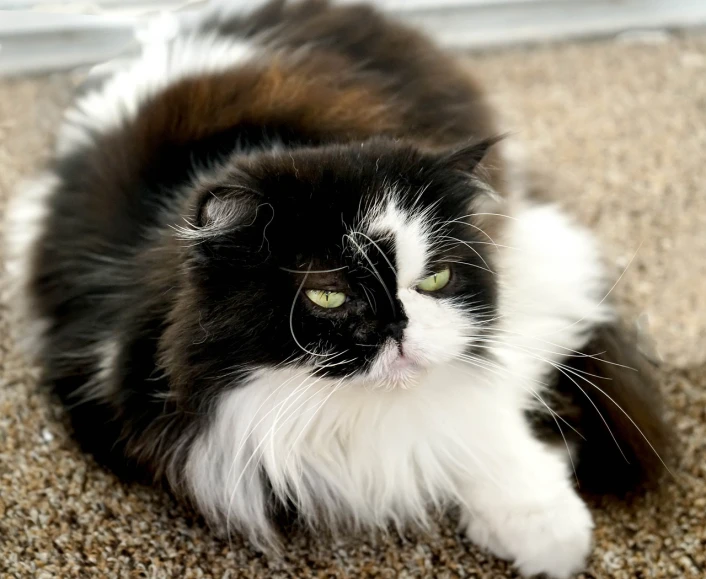 a black and white cat laying on the floor, by Terese Nielsen, flickr, fluffy green belly, elegant lady, closeup photo, catscatscats