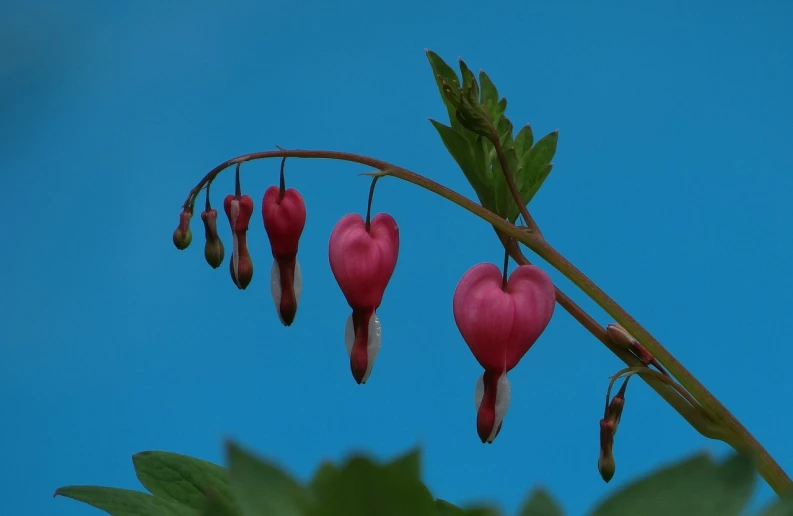 a close up of a plant with pink flowers, by Robert Brackman, pixabay, sōsaku hanga, red hearts, hanging veins, blue sky, forming a heart with their necks