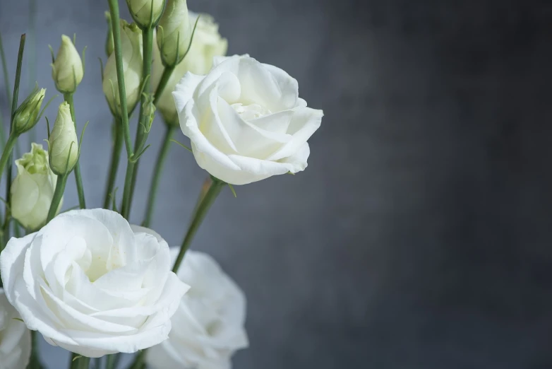 a vase filled with white flowers on top of a table, by Julian Allen, pixabay, photo of a rose, on a gray background, flax, professional closeup photo