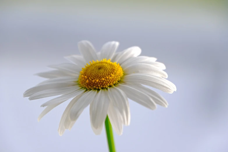 a close up of a white flower with a yellow center, a picture, by Jan Rustem, pixabay, minimalism, highly detailed product photo, chamomile, on a white table, highly realistic photo