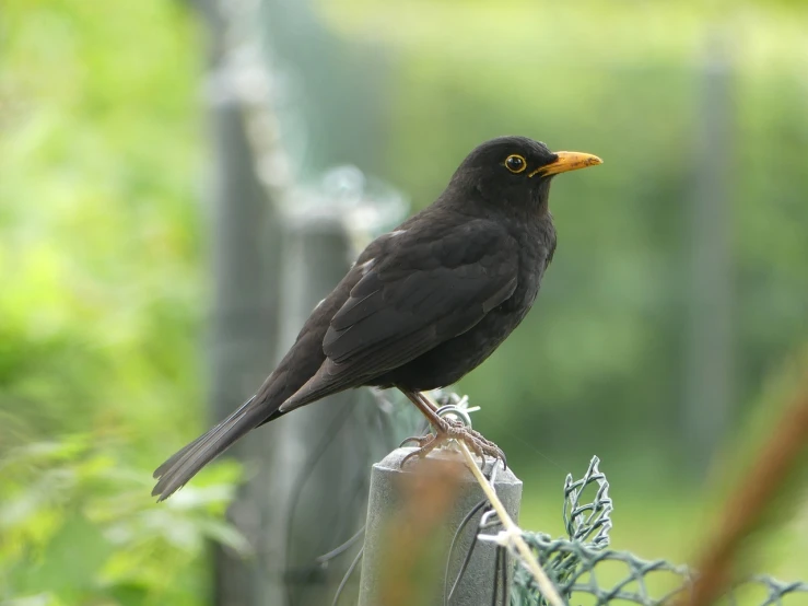 a black bird sitting on top of a fence, a picture, pixabay, long thick shiny gold beak, grey-eyed, cornwall, on a pedestal