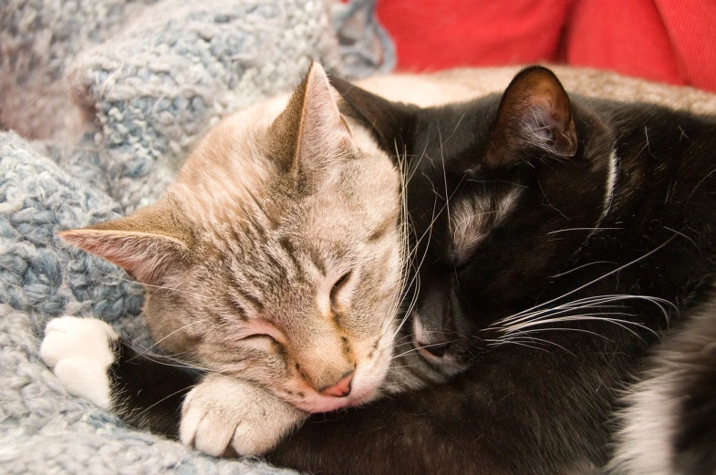 a couple of cats laying next to each other on a blanket, by Linda Sutton, pixabay, hugging each other, afp, sfw, closeup photo