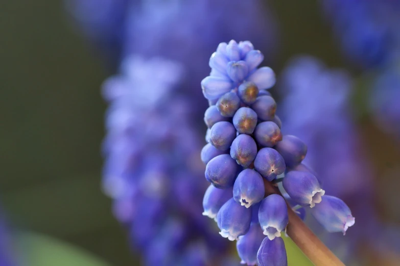 a close up of a bunch of purple flowers, a macro photograph, by Frederik Vermehren, pixabay, renaissance, grape hyacinth, smooth blue skin, stock photo