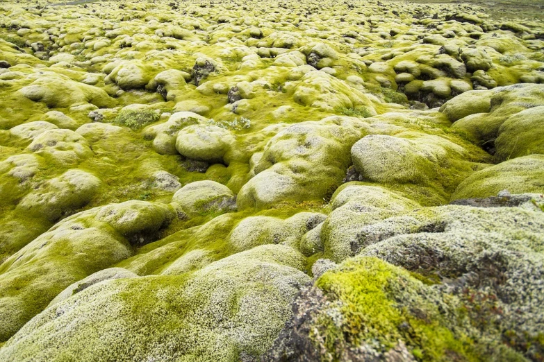 a group of rocks covered in green moss, by Hallsteinn Sigurðsson, color field, green slime everywhere, high res photo