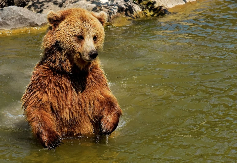 a brown bear sitting in a body of water, a picture, pixabay, renaissance, having fun in the sun, standing in a pond, flirting, travel