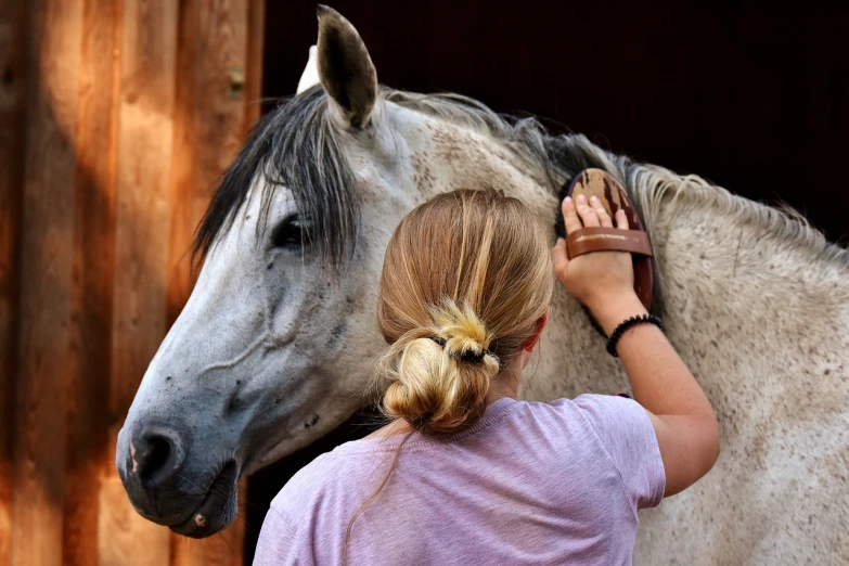 a close up of a person petting a horse, pixabay, hair styled in a bun, gray, maintenance, 2263539546]