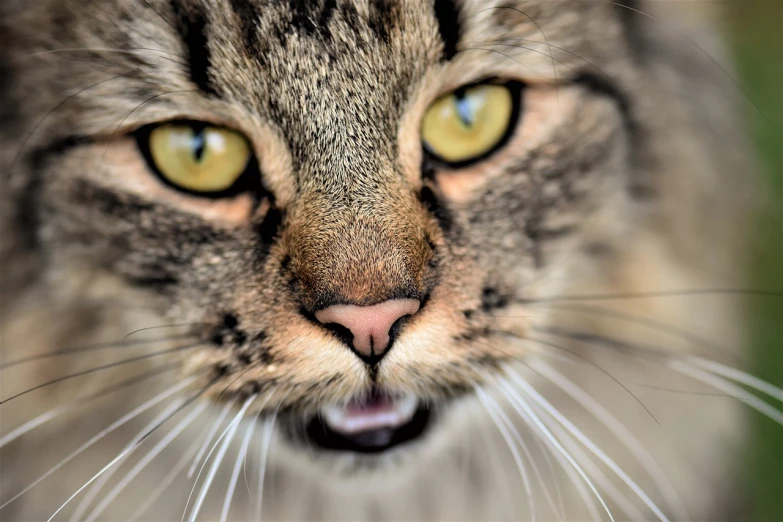 a close up of a cat's face with yellow eyes, a picture, by Mirko Rački, pixabay, shouting, <pointé pose>;open mouth, maine coon, close-up!!!!!!