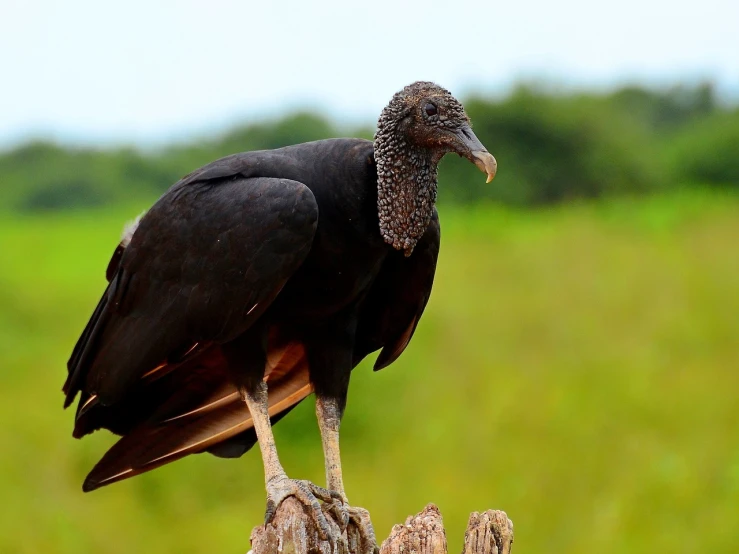 a large bird sitting on top of a tree stump, by Matteo Pérez, pixabay, vultures, jamaican, meaty, a bald
