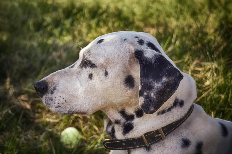 a dalmatian dog is sitting in the grass, by Jan Stanisławski, pixabay, photorealism, profile close-up view, white freckles, portrait n - 9, an ai generated image