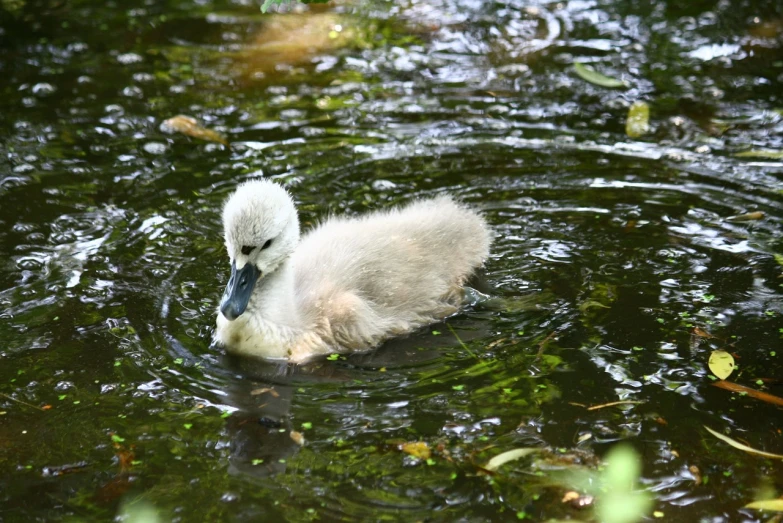 a duck that is swimming in some water, a photo, birth, with white fluffy fur, outdoor photo, amongst foliage