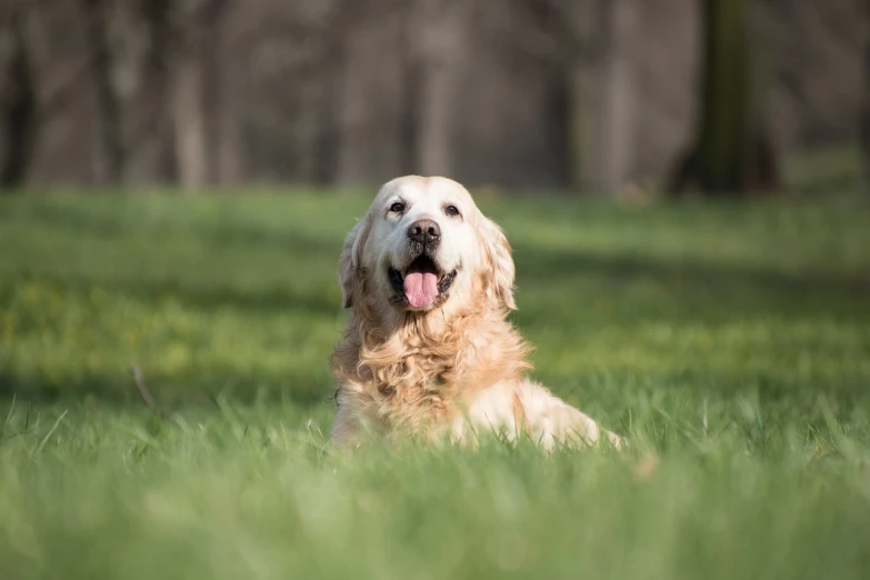 a dog laying in the grass with it's tongue out