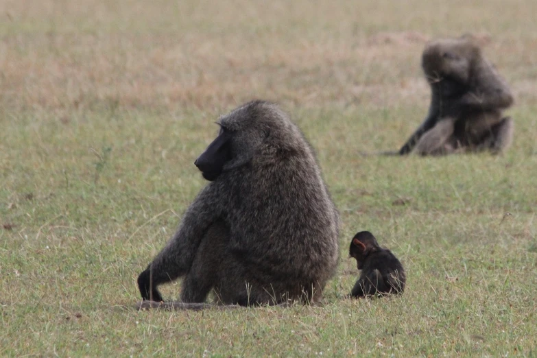 a group of baboons sitting on top of a grass covered field, a portrait, by Robert Brackman, flickr, loosely cropped, kneeling, motherly, seen from the side