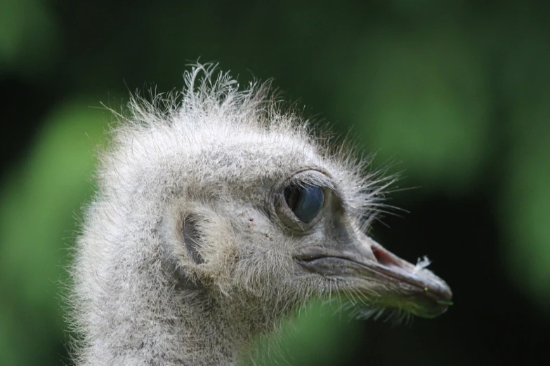a close up of an ostrich's head with a blurry background, by Werner Gutzeit, flickr, spaghettification, wtf, young female, hatched pointed ears