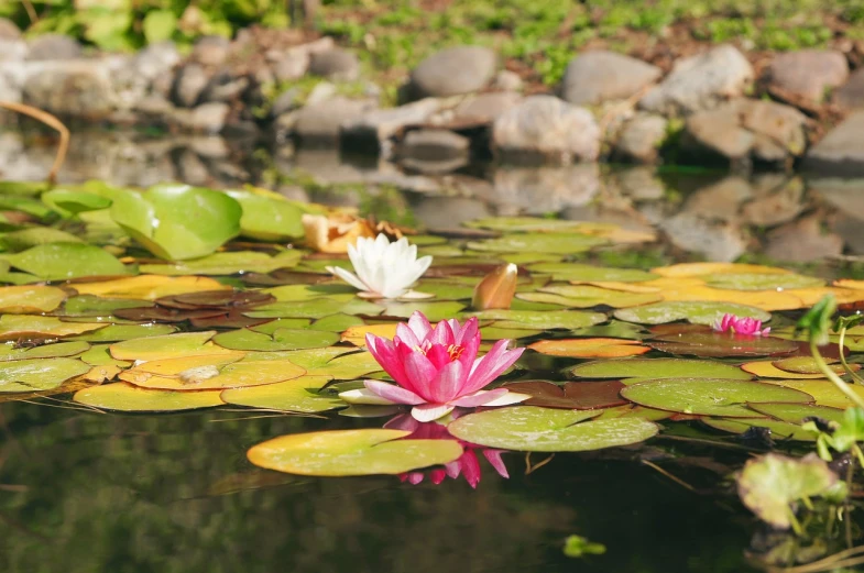 a group of water lillies floating on top of a pond, pixabay, pink white and green, mid shot photo