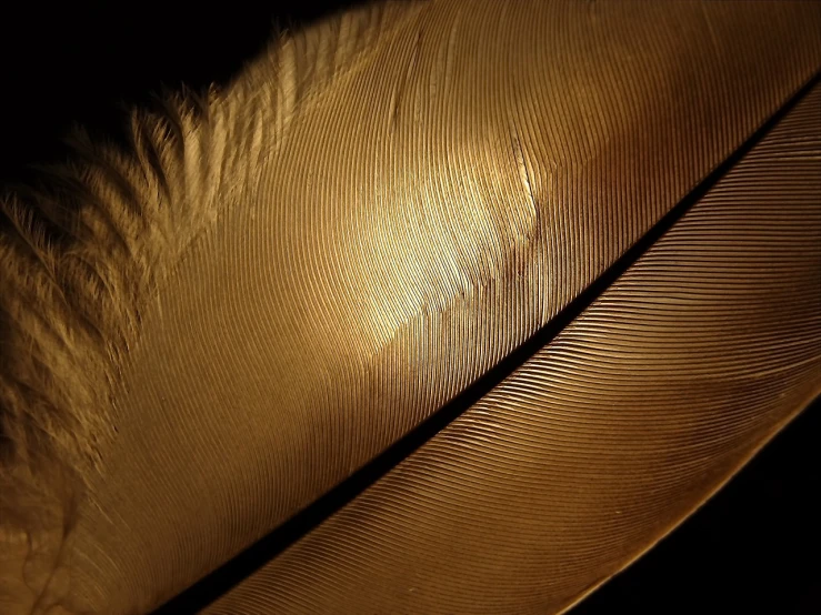 a close up of a feather on a black background, a macro photograph, pixabay, on a reflective gold plate, hq 4k phone wallpaper, bronze material, golden curve structure