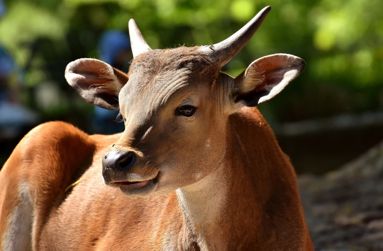 a brown cow standing on top of a dirt field, a picture, pixabay, renaissance, deer ears, picture taken in zoo, portrait n - 9, young female