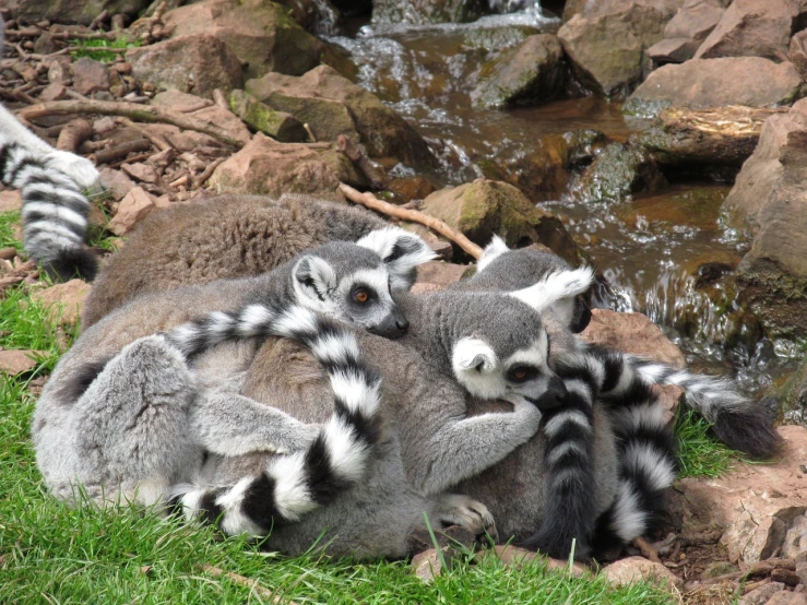 a group of lemurs sitting on top of a pile of rocks, a photo, flickr, hugging, shiny skin”