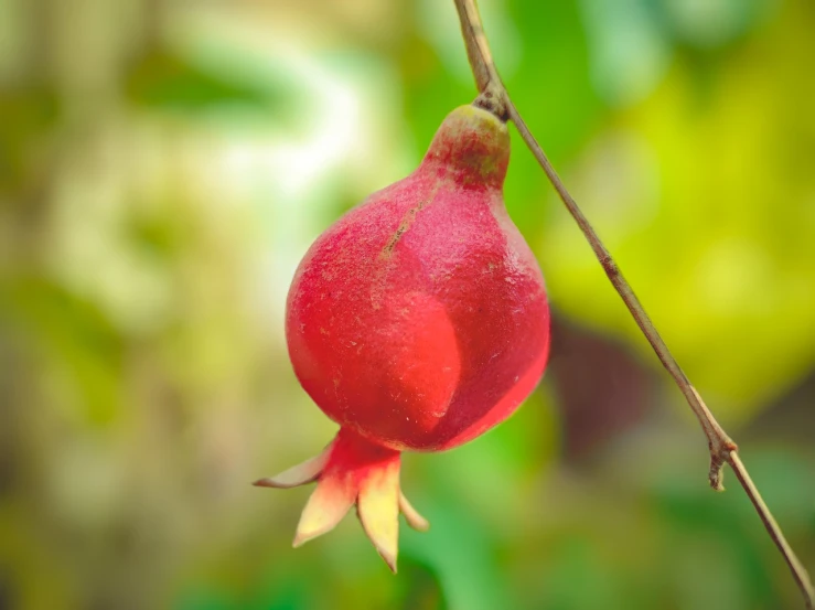 a close up of a pomegranate on a tree branch, by Johannes Martini, shutterstock, pumpkin, pot, telephoto shot, pear for a head