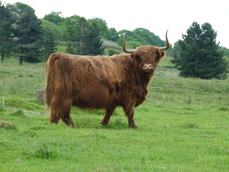 a brown cow standing on top of a lush green field, a picture, by John Henderson, pixabay, horned god, orange fluffy belly, scottish style, menacing appearance