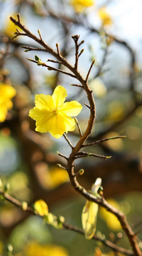 a close up of a yellow flower on a tree, by Joseph-Marie Vien, hurufiyya, dao trong le, vines and thorns, spring flowers, 千 葉 雄 大