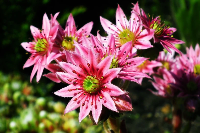 a close up of a bunch of pink flowers, hurufiyya, seven pointed pink star, pink and green, beautiful!!!!!!!!!!!!, spiky