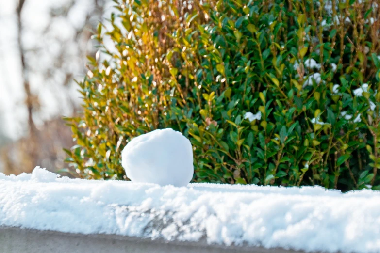 the small white object is sitting on the surface of snow