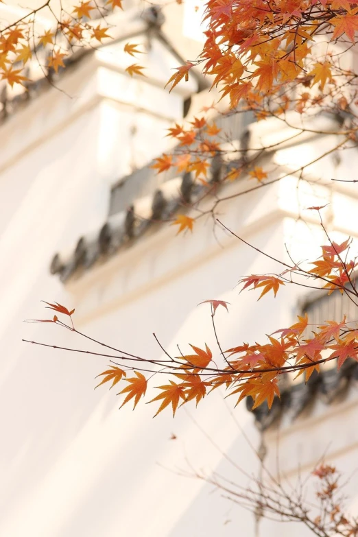 the nch and leaves of a tree in front of a building