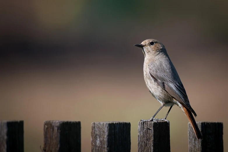 a small bird perched on top of a wooden fence