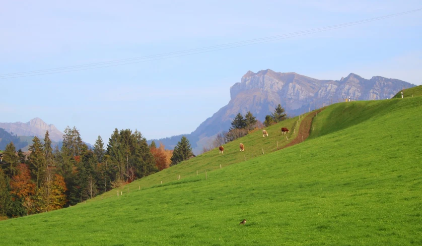 three cows grazing on a green hillside with trees and mountains in the background