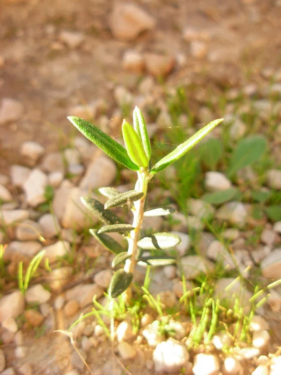 a single plant grows in the rocks and grass
