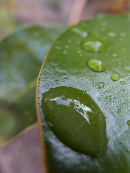 a green leaf with water droplets on it