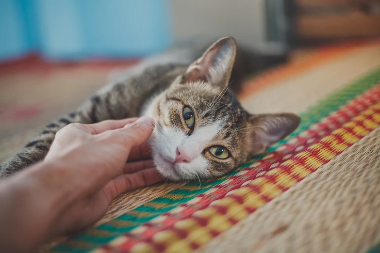 someone holding the finger on the cat while resting its head on the blanket