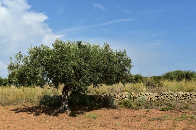 a large tree in the middle of a dry grass field