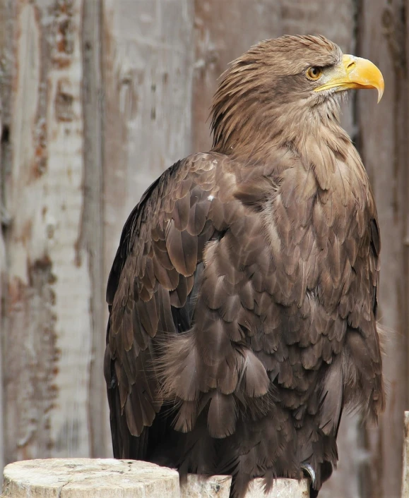 a large bird sitting on top of a wooden fence