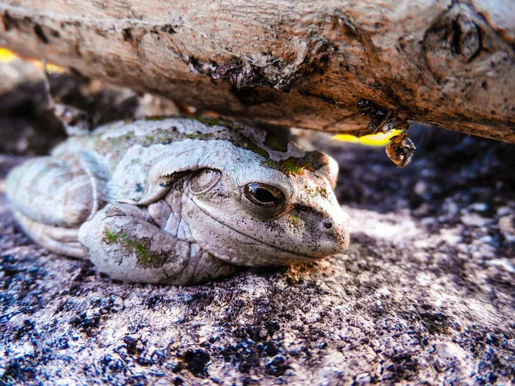 a close up of a small lizard on the ground