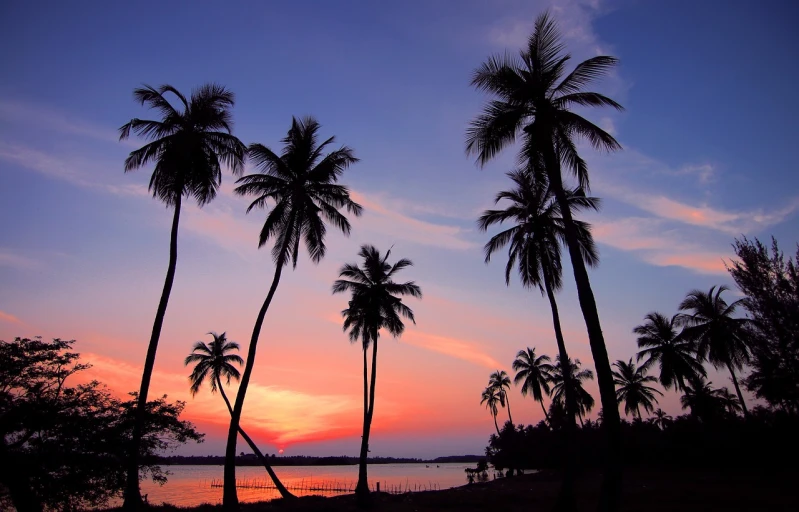 a sunset on a tropical island with some tall trees