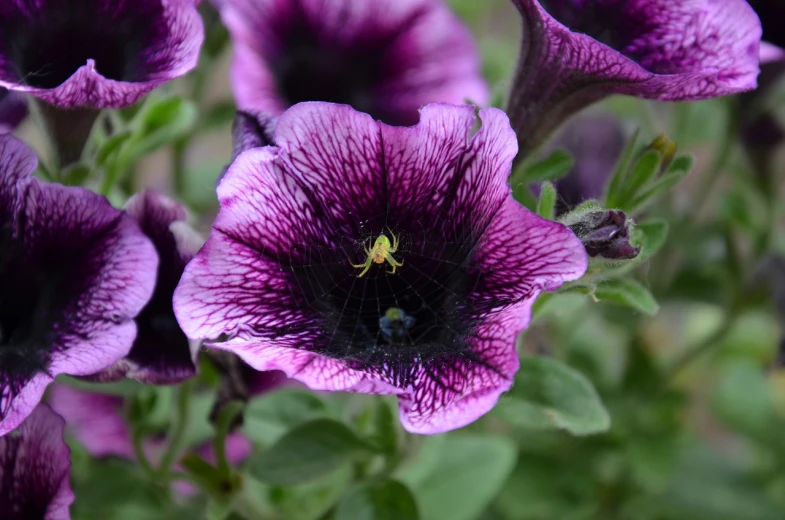 this is a close up view of some purple flowers