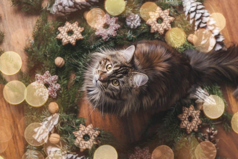 a cat sitting in the middle of christmas ornaments